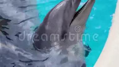 在游泳池里快乐的海豚