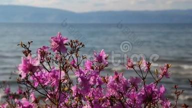 迷迭香花开在贝加尔湖的背景上