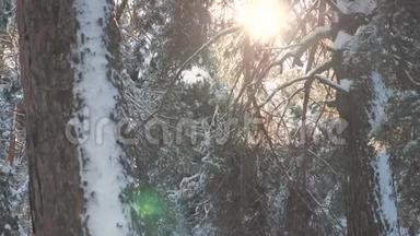 树枝太阳在日落时眩光晴雪眩光冬季景观.. 在<strong>阴天</strong>的冬天树顶. 冬天的松树