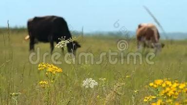两头奶牛在牧场上觅食