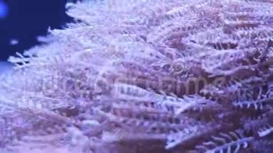 美丽的海洋花脉冲珊瑚或带珊瑚和鱼的水下世界撞击锡尼亚