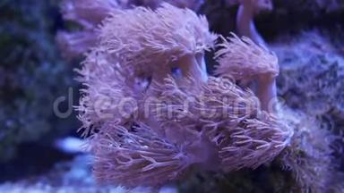 美丽的海洋花脉冲珊瑚或带珊瑚和鱼的水下世界撞击锡尼亚