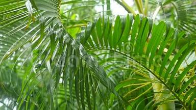 热带岛屿的湿雨棕榈叶被风吹动。 慢动作。 1920x1080