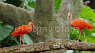 几只美丽的红ibis<strong>为</strong>食物<strong>而战</strong>。 猩红伊比斯