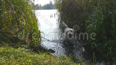 湿漉漉的狗站在河边，在大自然中摇动着他皮毛上的水。 游泳后的金毛猎犬或拉布拉多犬