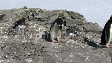 雄根图企鹅把石头放进插座，把它们聚集在附近的巢穴里