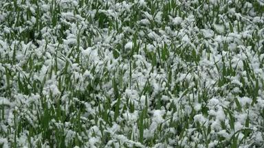 五月的<strong>晚春</strong>雪落在小麦芽上