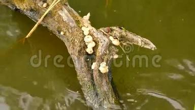一群棕色的小木烧蘑菇生长在水中破碎的树干上。 树在池塘上荡起小浪