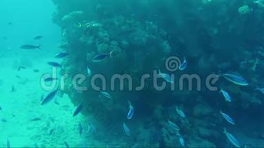 蓝色深海中的一群鱼以浮游生物为食