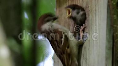 欧亚树麻雀食昆虫，荷兰