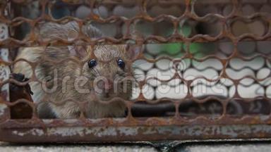 老鼠在笼子里捉老鼠，老鼠已经把这种疾病传染给人类，比如钩端螺旋体病、鼠疫。住宅
