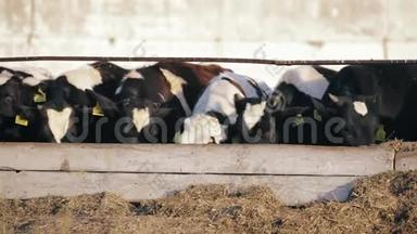 牛犊在农场吃绿色食品.