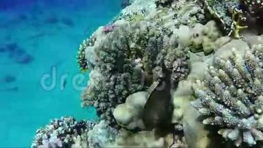 令人惊叹的红海海底世界，异国鱼类水下视频