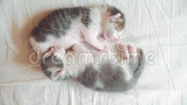 两只小猫搞笑视频正在睡觉.. 两只小猫弟弟睡在床上拥抱宠物生活方式猫的概念