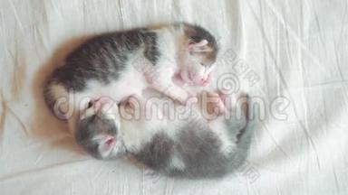 两只小猫搞笑视频正在睡觉.. 两只小猫的生活方式弟弟睡觉拥抱在床上宠物猫的概念