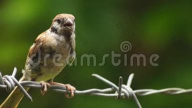 躁动不安的菲律宾玛雅鸟欧亚树麻雀或帕塞尔<strong>蒙</strong>塔努斯在铁丝网上寻找食物。