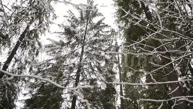 在冬季森林中看松树顶<strong>端</strong>的<strong>景</strong>色。 户外自然。