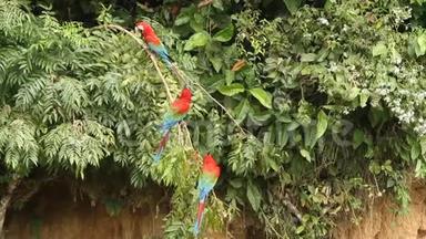 <strong>红绿</strong>色马考斯阿拉氯翅目在秘鲁马努国家公园的分支战斗，鹦鹉聚集在粘土舔附近