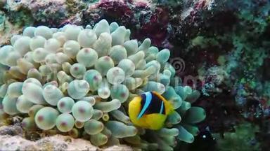 自然中的相互共生.. 鱼小丑躲在海葵有毒的触手间.. 埃及、红海