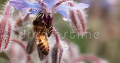 欧洲蜜蜜蜂，蜜蜂蜂，蜂花，授粉法，诺曼底，<strong>实时</strong>4K
