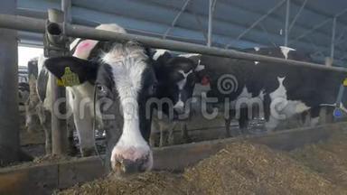 奶牛场里的奶牛嗅着摄像机。 极端特写蚂蚁眼观..