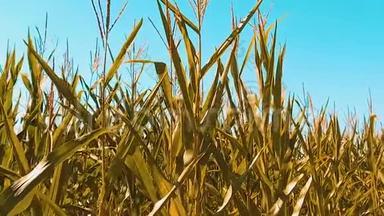 黄有机玉米地干熟玉米的农业。 概念玉米收获生活方式自然生活方式