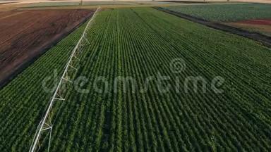 工业农业4K空中视频镜头：<strong>夏季</strong>农田灌溉。 无人机射击，<strong>夏季</strong>黎明农业