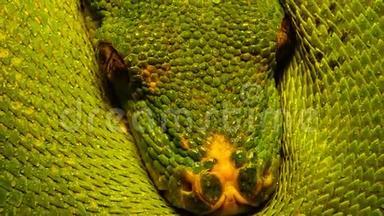 莫雷利亚病毒，俗称绿树巨蟒