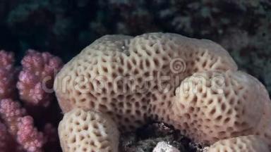 红海背景水下景观中球体形式的珊瑚。