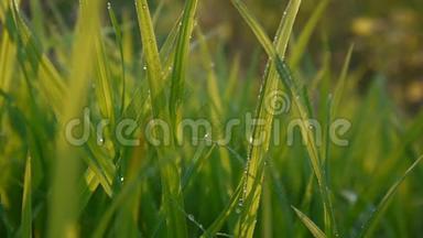 绿草如茵，带着水滴，宏观，美丽的背景，春天在风中。 视频镜头高清鞋式静态相机。