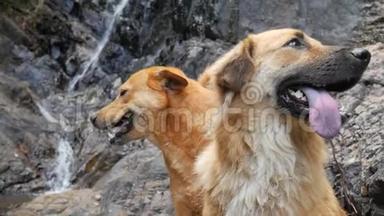 两只<strong>可爱</strong>的快乐狗坐在泰国的瀑布附近。 <strong>高清</strong>慢速运动。