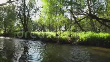 一股溪流沿着森林的景色，<strong>阳光</strong>透过<strong>树木照射</strong>，这是一种轻松的镜头