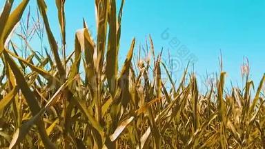 黄有机玉米地干熟玉米的农业。 概念玉米收获生活方式自然生活方式产品