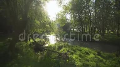 一股溪流沿着森林的景色，<strong>阳光</strong>透过<strong>树木照射</strong>，这是一种轻松的镜头