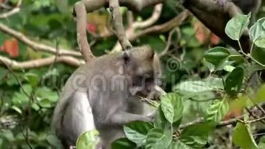 树上的<strong>猴子</strong>在<strong>吃水果</strong>
