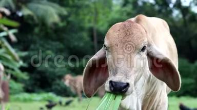 小牛吃草的特写镜头。