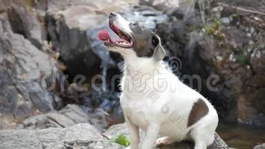 可爱的快乐狗坐在泰国的瀑布附近。 高清慢速运动。