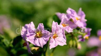 特写，开花的土豆。农场的马铃薯丛上开着淡粉色的花。马铃薯种植。马铃薯育种