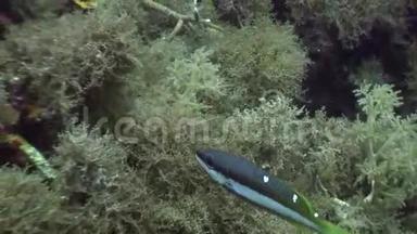 菲律宾野生动物海洋水下斑点鱼学校。