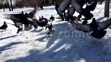 美国纽约公园雪鸽成群结队地表演慢动作