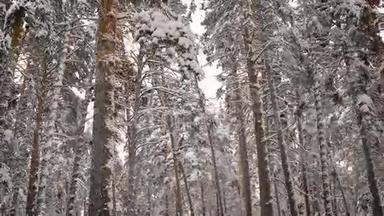 冬林<strong>回顾</strong>.. 树木被白雪覆盖。 是冰霜的空气，酸涩的芳香针和圆周率
