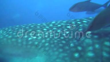 加拉帕戈斯群岛水下景观背景下的大型鲸鲨。