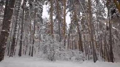 冬林<strong>回顾</strong>.. 树木被白雪覆盖。 木材是真正的工厂治疗，清洁的空气。 什么