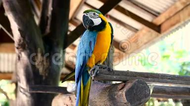 蓝黄或金色金刚鹦鹉，阿拉拉鲁纳。