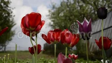 春天花园里一群美丽的花红郁金香的特写镜头。 春天，风吹拂着盛开的郁金香