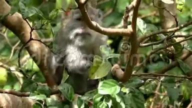 树上的猴子在吃水果