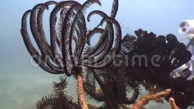菲律宾野生动物海洋中的黑海百合。