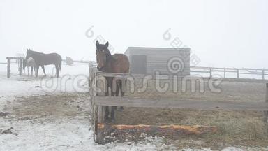 冬天在围场里的沫儿，在哨里的马。 浓雾。