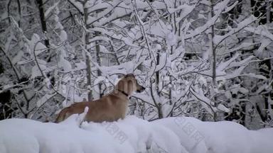 冬天森林里的<strong>黄狗</strong>。 地面和树木覆盖着雪