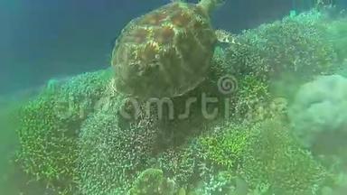 菲律宾海中的海龟
